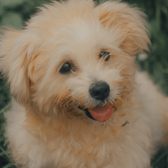 cute pomapoo dog closeup